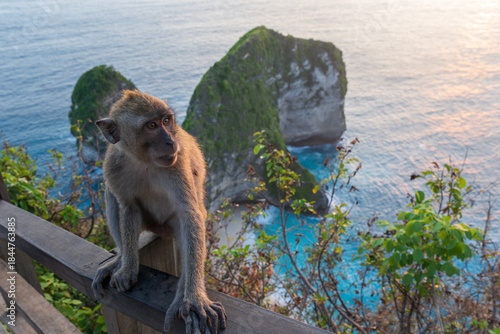 Sticker Kelingking Beach Indonesia 16 11 2025 - Sunset landscape with a monkey sitting on a wooden railing overlooking the dramatic coastal scenery