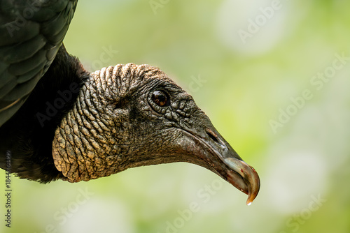 Black Vulture headshot