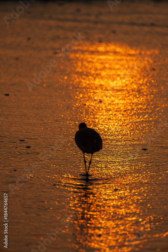 Sunrise Willet at  the seashore