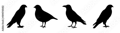 A collection of different bird silhouettes including a hawk, pigeon, and crow in black on white background.