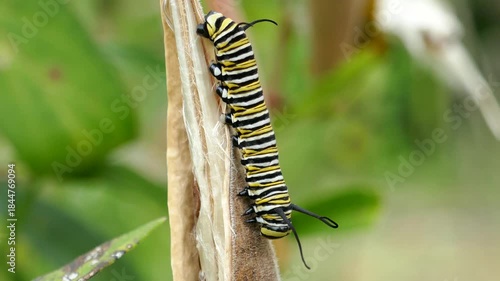 Monarch butterfly caterpillar sitting still on milkweed seed pod