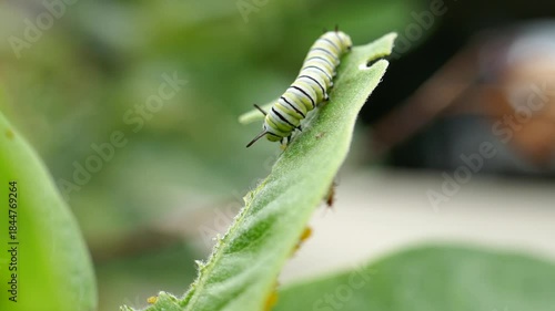 Small monarch butterfly caterpillar searching around on leaf
