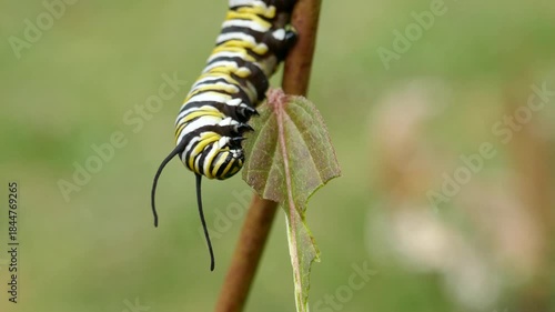 Monarch butterfly caterpillar eating leaf down