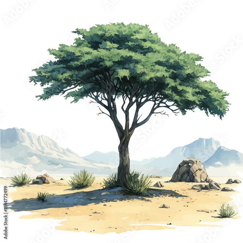 Fotografía watercolor painting of Acacia Tree, isolated on a white background