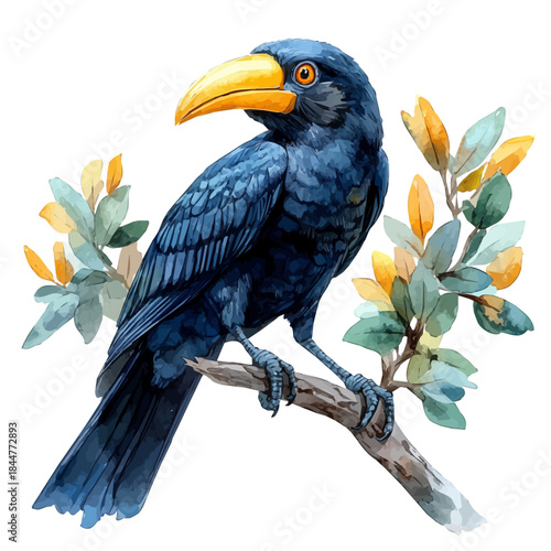 watercolor of Abyssinian Ground Hornbill illustration graphic, isolated on a white background.