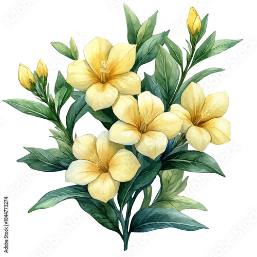 Abelia Branch, watercolor vector portraying a joyful pose with colorful highlights, isolated on a white background.