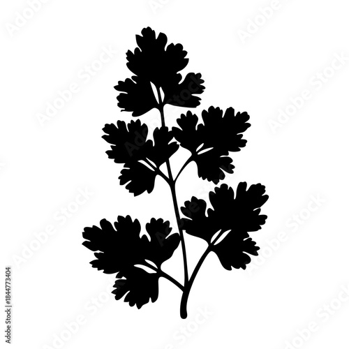 Black silhouette of a sprig of fresh herb like cilantro or parsley against a white background
