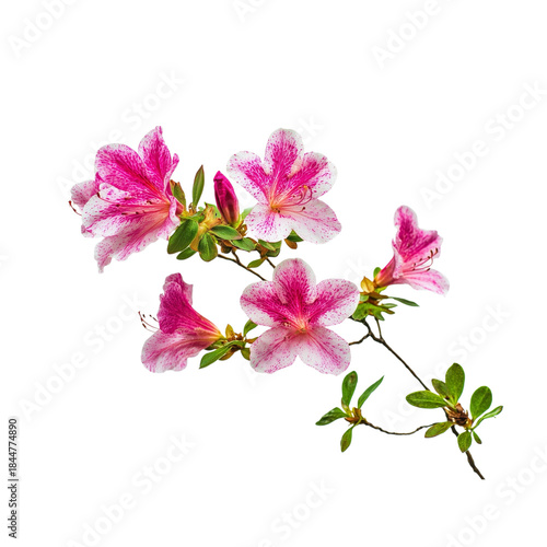 azalea flowers branch isolated on White or transparent background 