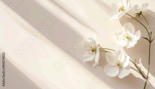 white flowers with beautiful light reflections