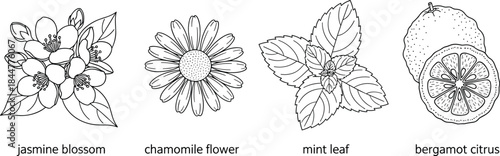 Botanical herb icons, jasmine, chamomile, mint, bergamot citrus, aromatherapy plants, herbal medicine, flat line illustration
