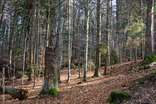 in the forest, Ciucaș Mountains, Romania 