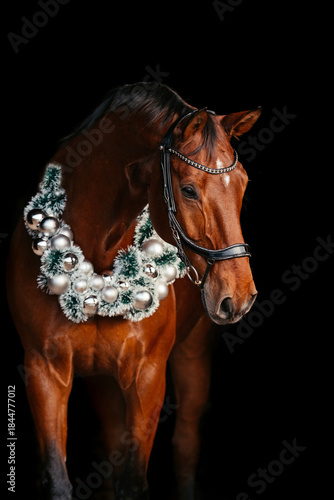 Warmblut weihnachtlich