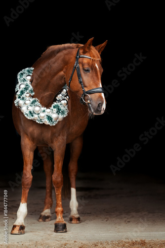 Warmblut weihnachtlich