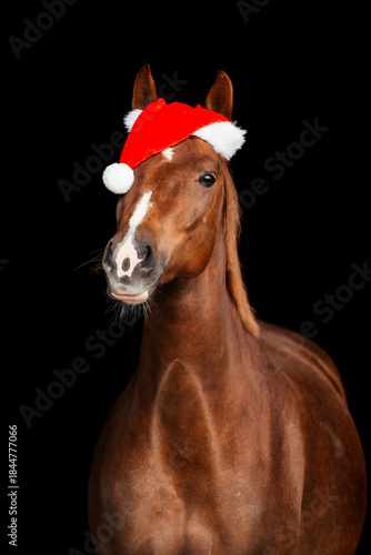 Warmblut weihnachtlich