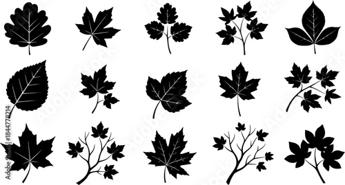 Branch leaves silhouette, Leaf silhouettes, Leaves silhouette, Decorative autumn leaf silhouettes, Branch leaves, Leaf, Leaf icon