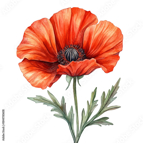 watercolor painting of Papaver Flower graphic, isolated on a white background.