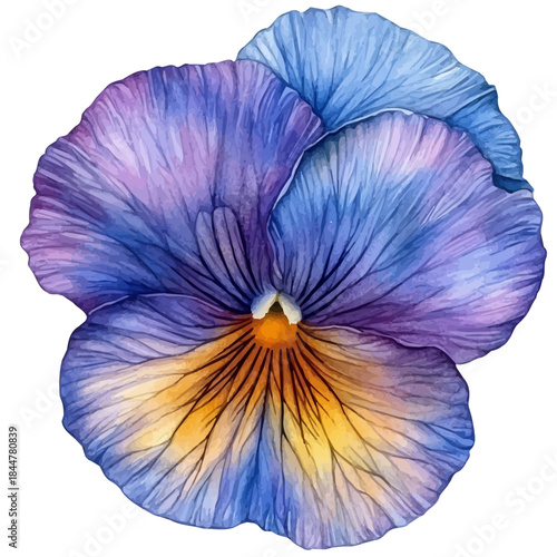 watercolor graphic of Pansy Flower illustration, isolated on a white background.