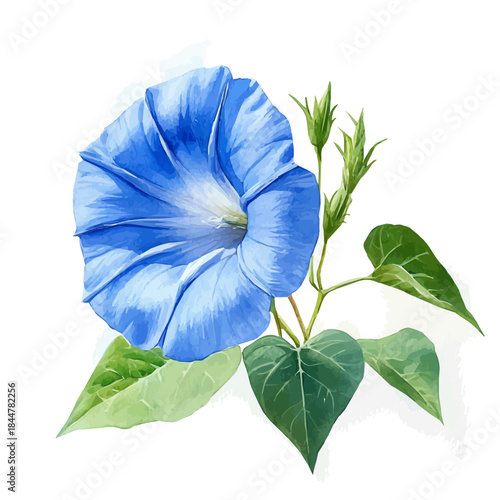 watercolor painting of Morning Glory Flower graphic, isolated on a white background.