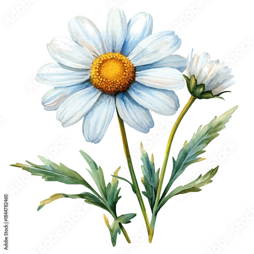 watercolor graphic of Marguerite Daisy Flower illustration, isolated on a white background.