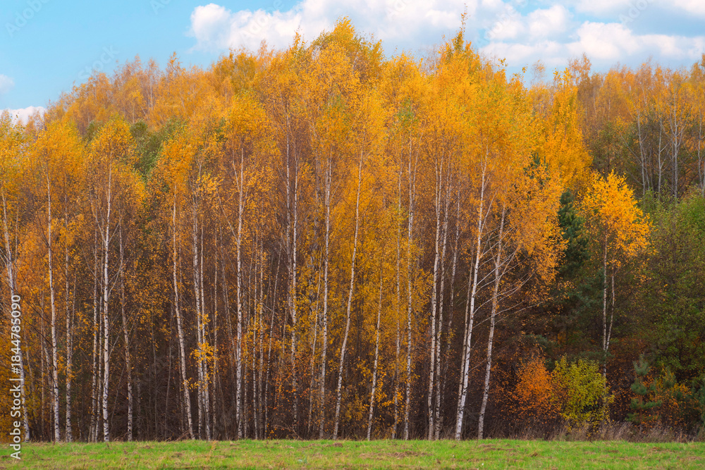Fototapeta premium autumn landscape with birch trees in yellow foliage, Sunny day