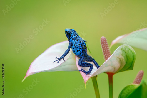The blue poison dart frog or blue poison arrow frog (Dendrobates tinctorius 