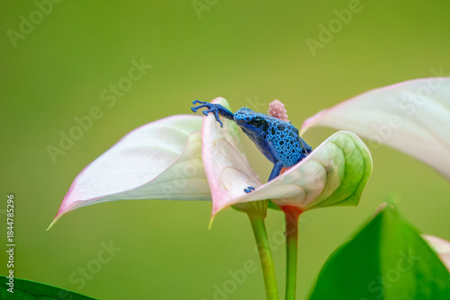 Tableau sur toile The blue poison dart frog or blue poison arrow frog (Dendrobates tinctorius azu