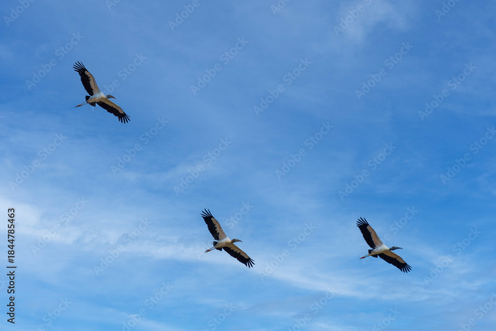 Fototapeta premium Flying Wood Stork Mycteria americana, Huge, long-legged, black-and-white waterbird, about the size of Great Blue Heron. White body with black flight feathers. 