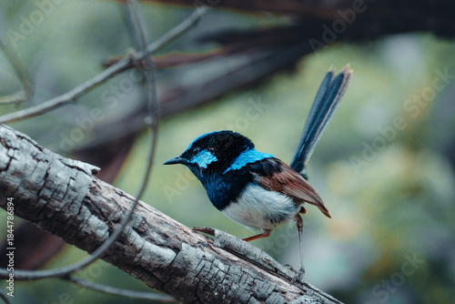 fairy-wren on the tree