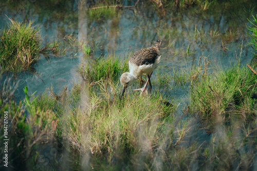 great blue heron in the marsh