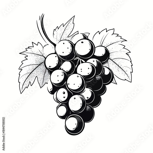 Black and white vector illustration of a bunch of grapes with detailed grapevine leaves in minimalist flat style fruit concept drawing