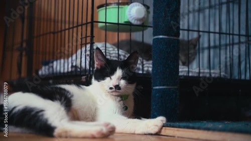 Domestic Cat Receiving Veterinary Treatment at Clinic