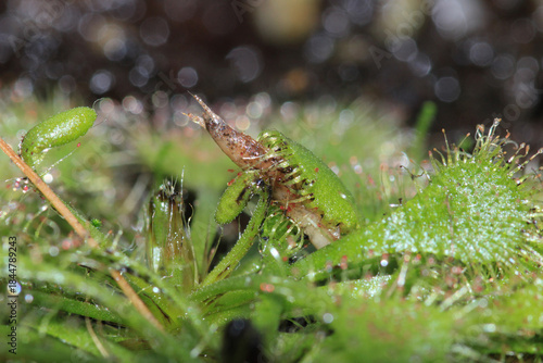 Drosera spatulata sundew plant macro photograph