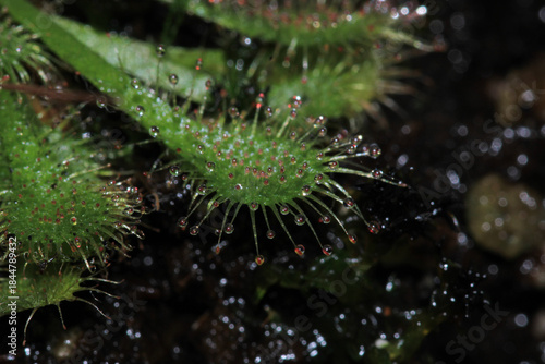 Drosera spatulata sundew plant macro photograph