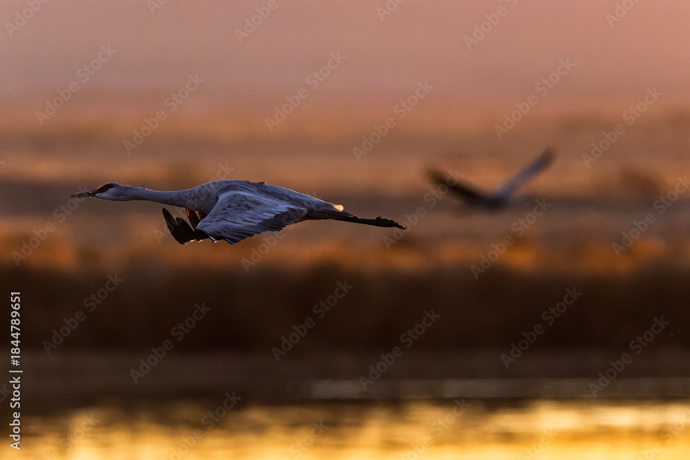 Fototapeta premium Sandhill cranes (antigone canadensis) taking flight at sunrise in Southern AZ