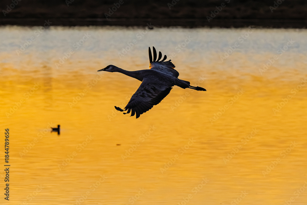 Fototapeta premium Sandhill cranes (antigone canadensis) taking flight at sunrise in Southern AZ