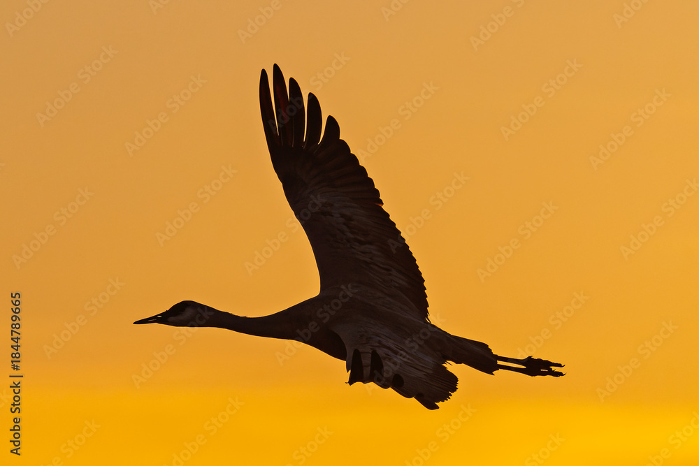 Fototapeta premium Sandhill cranes (antigone canadensis) taking flight at sunrise in Southern AZ
