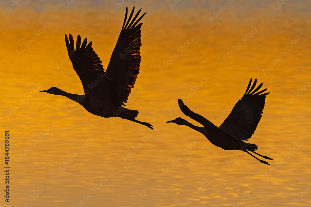 Fototapeta premium Sandhill cranes (antigone canadensis) taking flight at sunrise in Southern AZ