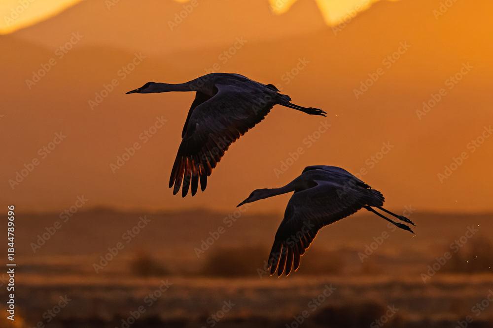 Fototapeta premium Sandhill cranes (antigone canadensis) taking flight at sunrise in Southern AZ