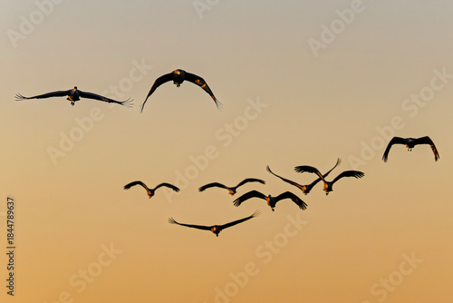 Photography Sandhill cranes (antigone canadensis) taking flight at sunrise in Southern AZ