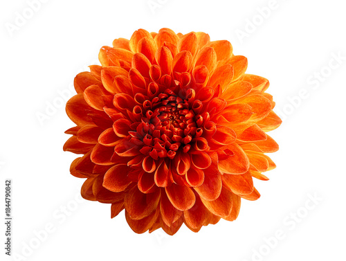 Intricate Orange Dahlia Flower Petal Texture