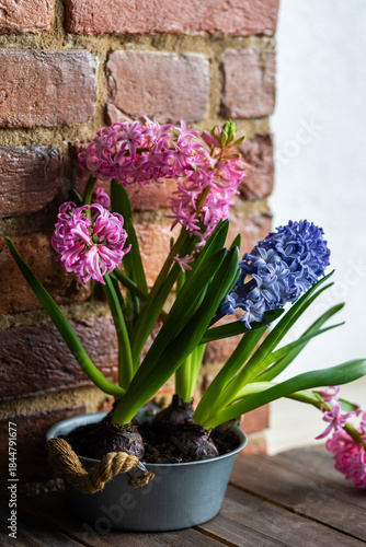 Fresh floral home decor, Easter holiday preparation. Hyacinth bright pink, violet flowers with bulbs in metal pot. Gardening tools, leisure and hobby concept. Wooden background, springtime