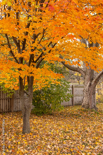 A maple tree in orange fall color splendor in a backyard with a fence.
