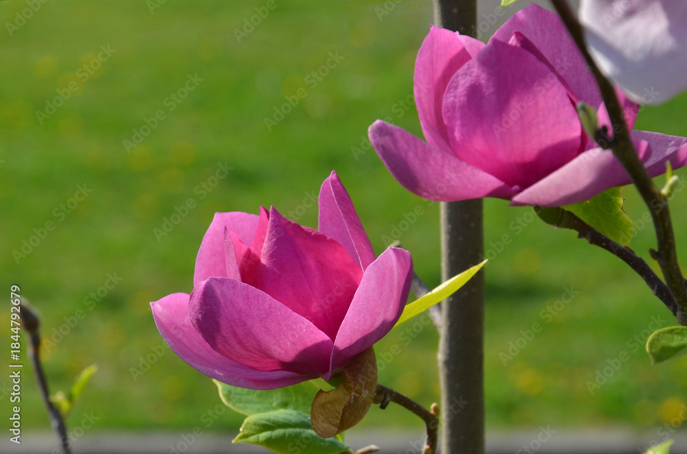Fototapeta premium 'Rose Marie' magnolia blooming flowers. Closeup spring flowering bright pink magnolia tree. Growing, planting magnolia tree concept. Free copy space.