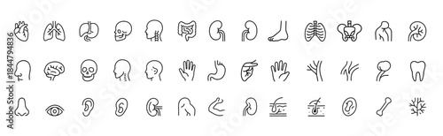 Human organ anatomy icon set, thin line medical symbols showing heart, lungs, liver, stomach, intestine, kidney and bladder in clean vector style, biology illustration, healthcare design