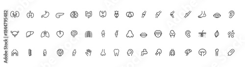 Medical organs line icon set, detailed anatomy vector pictograms of kidney, bladder, pancreas, intestine, thyroid, pelvis, skeleton, joints, hand, nose, mouth, tongue, healthcare anatomy illustration