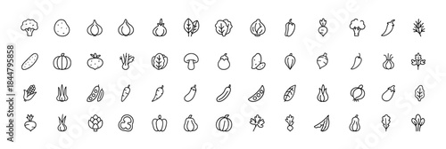 egetable Line Icons Vector Set, clean outline pictograms of broccoli, potato, onion, garlic, lettuce, spinach, pepper, cucumber, pumpkin, turnip, celery, cabbage, mushroom, healthy organic food