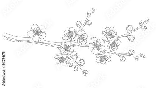 Elegant Line Drawing of Cherry Blossom Branch with Blooming Flowers and Buds for Artistic Floral
