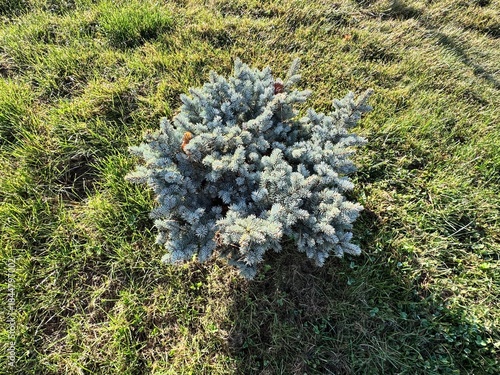 Canvas Print Close-up of blue spruce (Picea pungens) shrub with dense silvery-blue needles growing over green grass