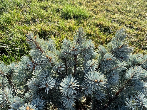 Canvas Print Close-up of blue spruce (Picea pungens) shrub with dense silvery-blue needles growing over green grass