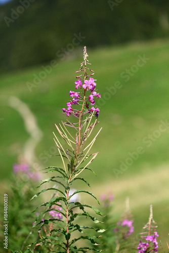 Epilobium angustifolium